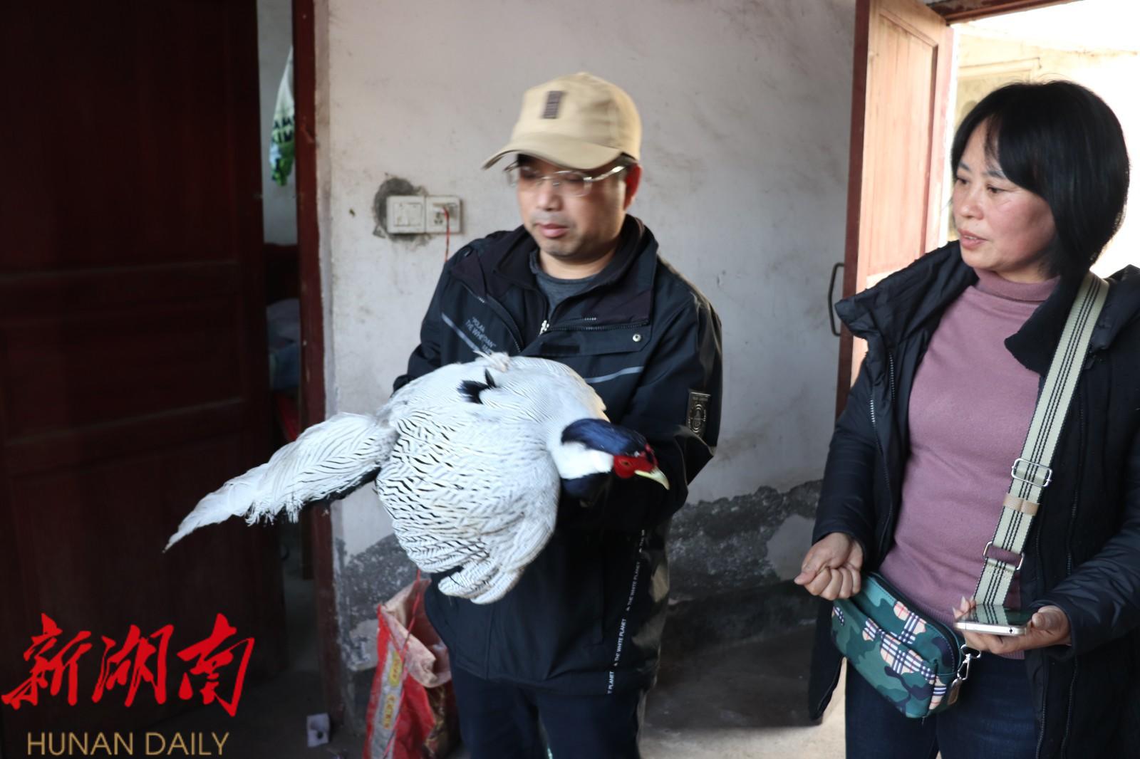 爱心接力 春节期间新宁一只受伤的白鹇得到救助_邵阳头条网